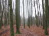 Wald